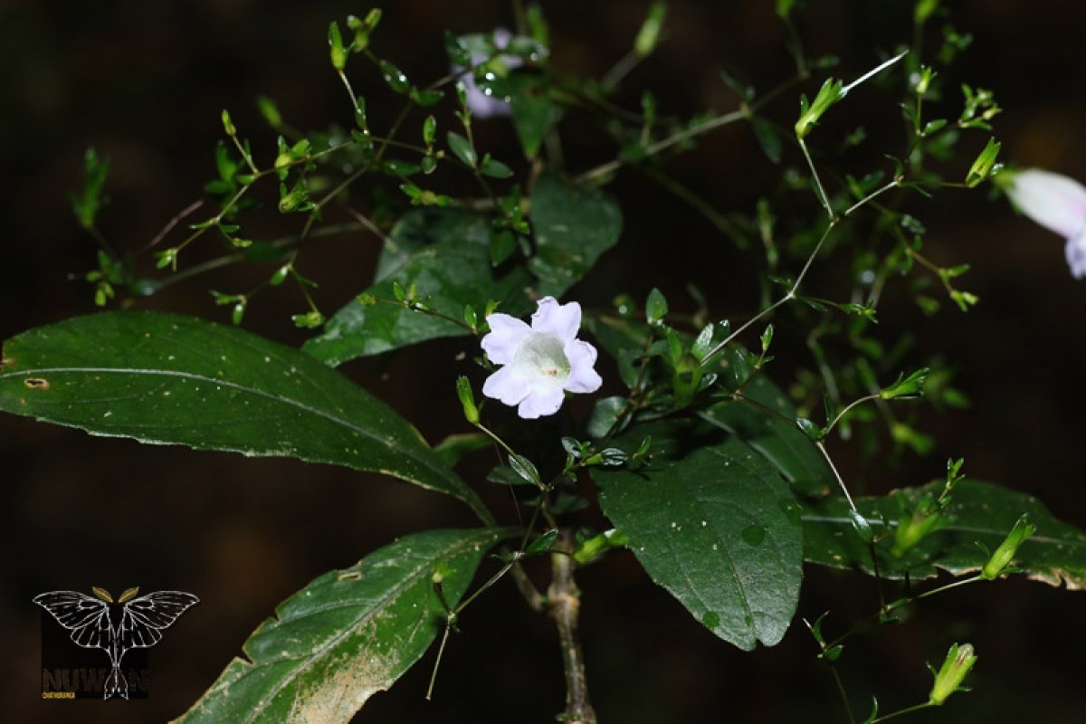 Strobilanthes helicoides T.Anderson